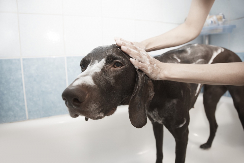 toiletteur-CAVALAIRE SUR MER-min_dog-1178365_1280